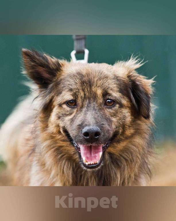 Собаки в других городах Московской области: Привет:) Я Амур! Мальчик, Бесплатно - фото 3