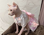 Кошки в Новокузнецке: Кошечка Эльф Девочка, 25 000 руб. - фото 2