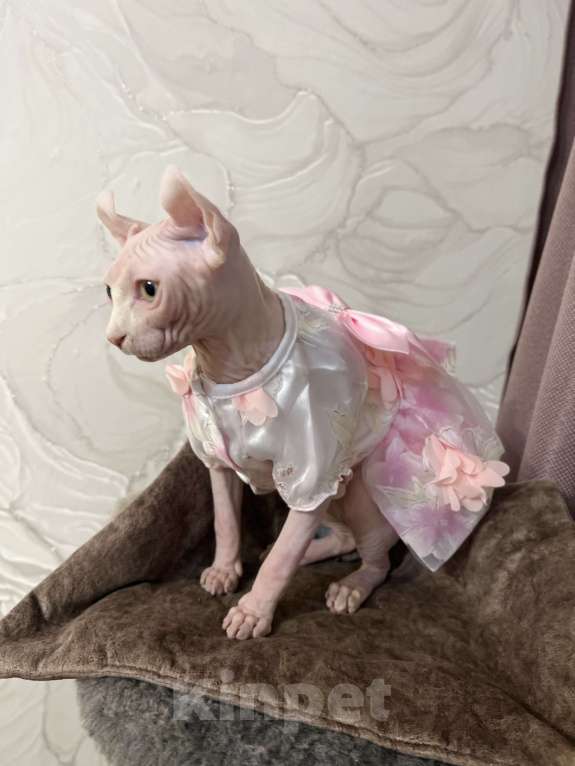 Кошки в Новокузнецке: Кошечка Эльф Девочка, 25 000 руб. - фото 2