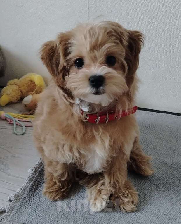 Собаки в других городах Московской области: Мальтипу Белла Девочка, 180 000 руб. - фото 1