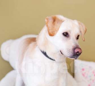 Собаки в Москве: Лабр-самый добрый пёс на свете! Мальчик, Бесплатно - фото 2