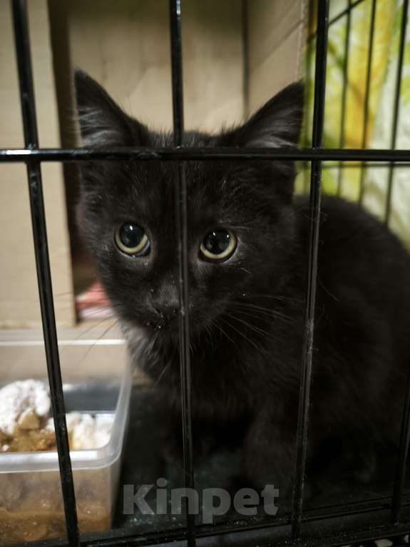 Кошки в Санкт-Петербурге: Сняли с дерева черное золотко Мальчик, 100 руб. - фото 4