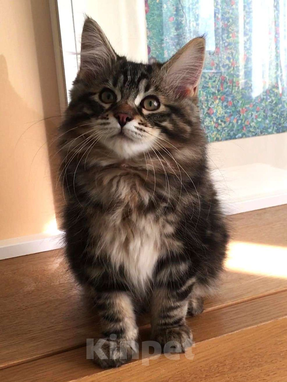 Кошки в Москве: Hunter SPAWN POINT Мальчик, 60 000 руб. - фото 1