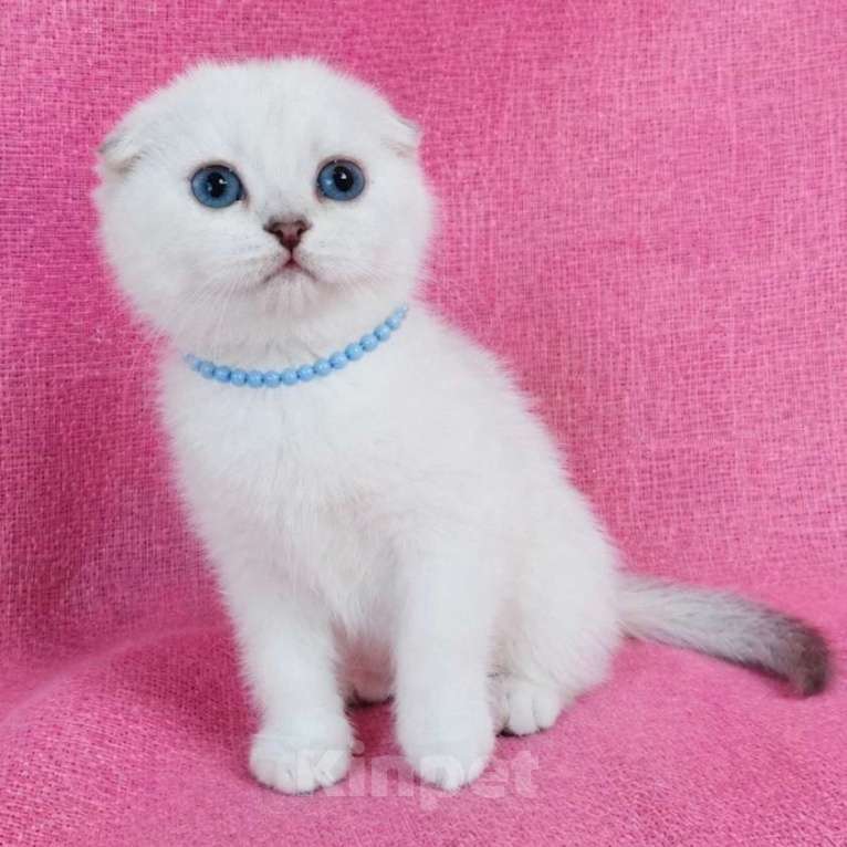 Кошки в Миассе: Девочка скоттиш фолд с голубыми глазами Девочка, 35 000 руб. - фото 2