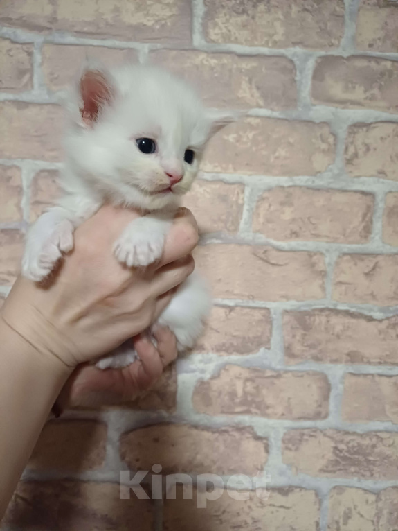 Кошки в Йошкаре-Оле: Шикарные  мальчики Мейн-Кун полидакты Мальчик, 20 000 руб. - фото 4