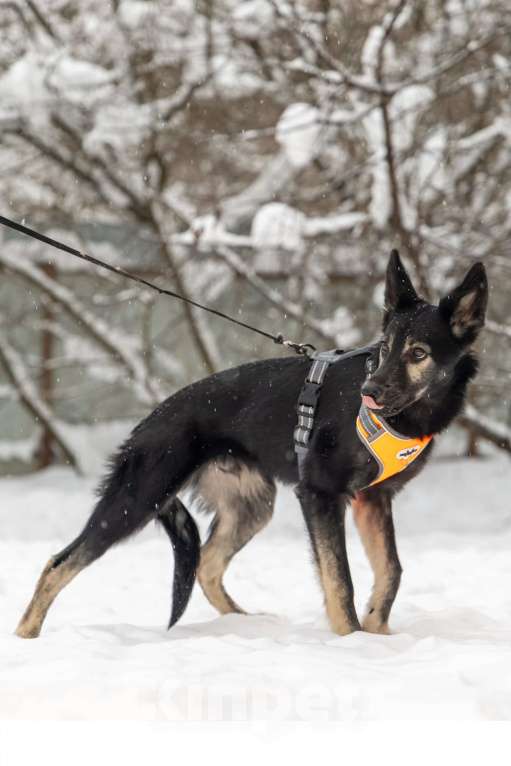 Собаки в Химках: Скромняшка Барс ждёт свою семью Мальчик, Бесплатно - фото 9