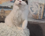 Кошки в Брянске: Шотландский вислоухий котенок  Мальчик, 5 000 руб. - фото 3