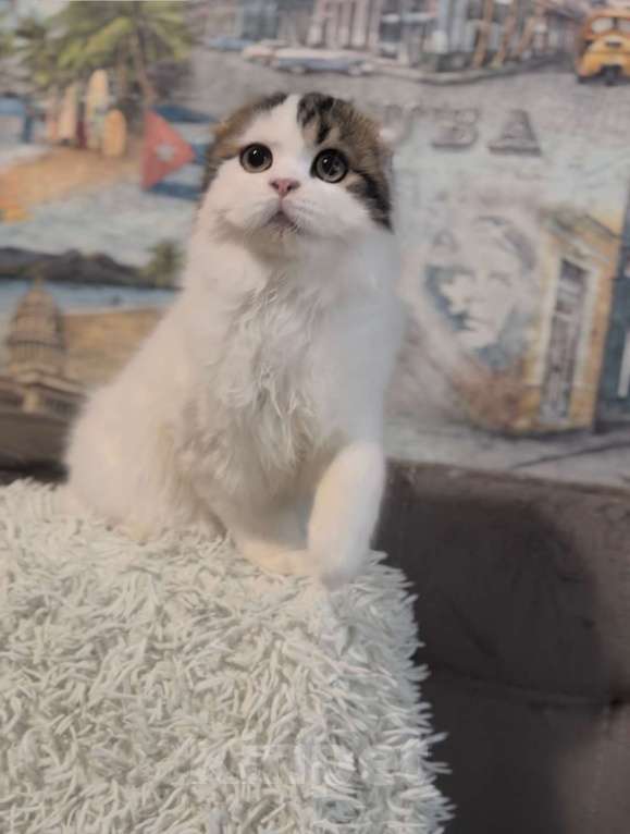 Кошки в Брянске: Шотландский вислоухий котенок  Мальчик, Бесплатно - фото 3