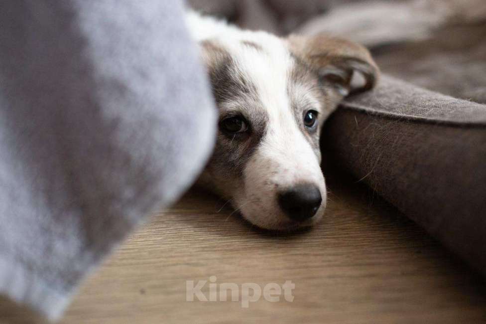 Собаки в Москве: Барон, щенок, 2.5 месяца Мальчик, 1 руб. - фото 3