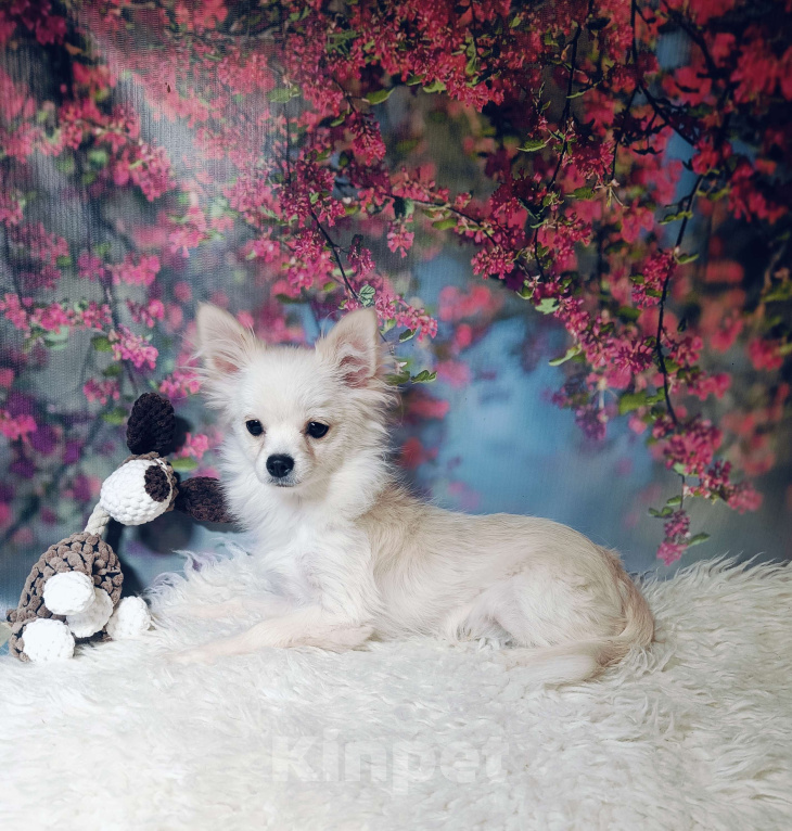 Собаки в Москве: Милый классик Мальчик, 20 000 руб. - фото 5