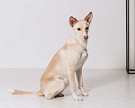 Собаки в Москве: Белочка - собачка без части задних лапок ищет своего человека! Девочка, Бесплатно - фото 5