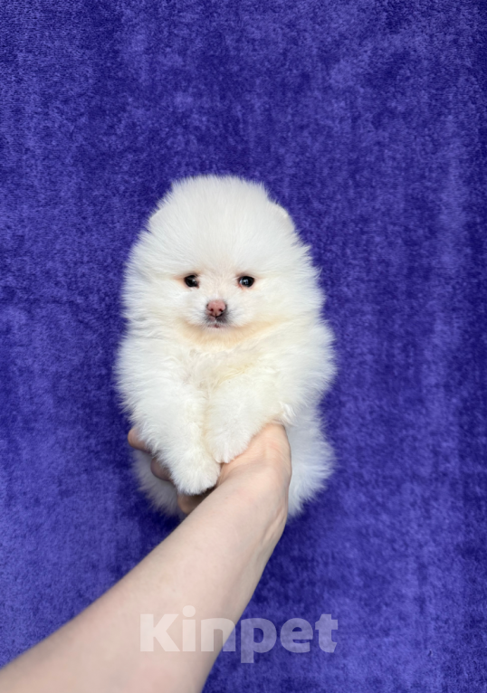 Собаки в Москве: Девочка Девочка, 30 000 руб. - фото 1