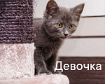 Кошки в Одинцово: много котят выбираем налетаем!  Девочка, Бесплатно - фото 5