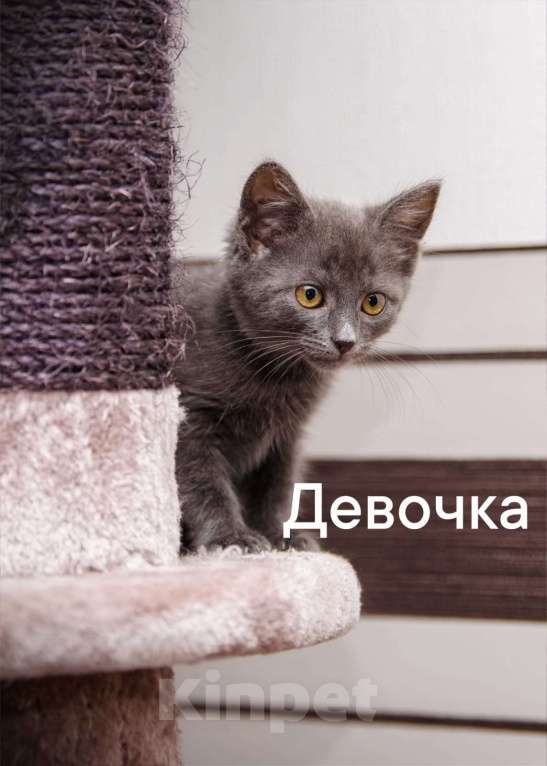 Кошки в Одинцово: много котят выбираем налетаем!  Девочка, Бесплатно - фото 5