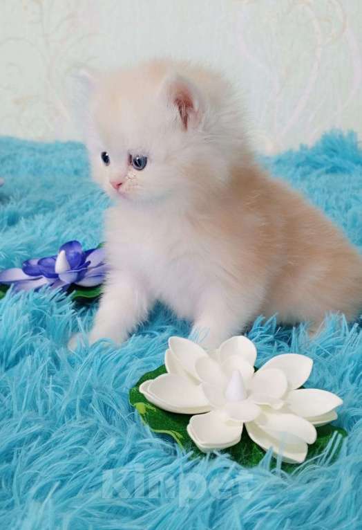 Кошки в Екатеринбурге: Котик  Мальчик, Бесплатно - фото 3