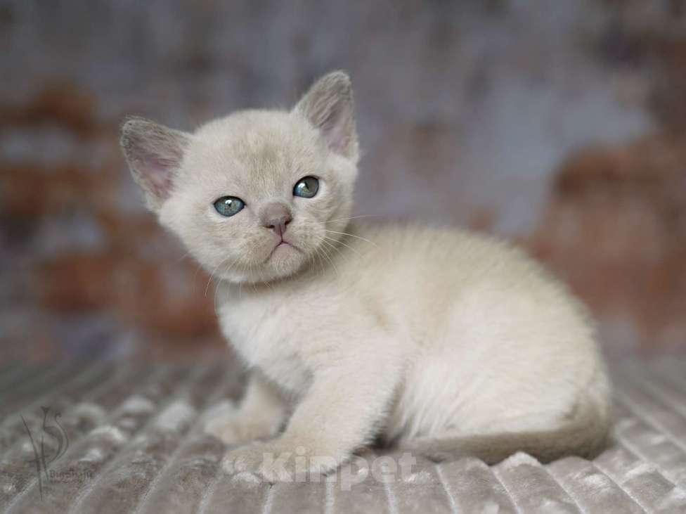 Кошки в Москве: Европейская бурма мальчик Мальчик, 110 000 руб. - фото 3