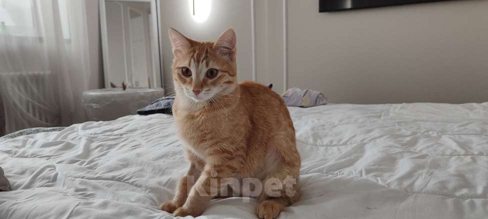 Кошки в Королеве: Котёнок Вишенка Девочка, Бесплатно - фото 3