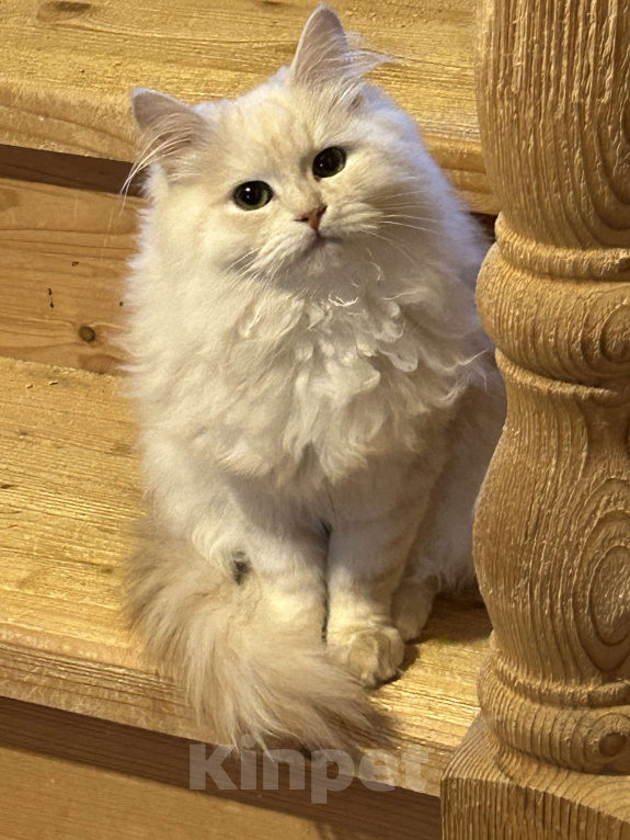 Кошки в Москве: Красный серебристый котик Мальчик, 60 000 руб. - фото 1