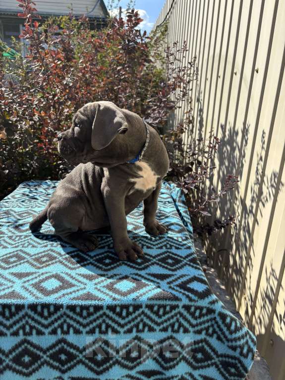 Собаки в Волгограде: Итальянский кане корсо, девочка Девочка, 60 000 руб. - фото 3