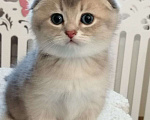 Кошки в Сарове: Шотландский вислоухий котенок Мальчик, Бесплатно - фото 1