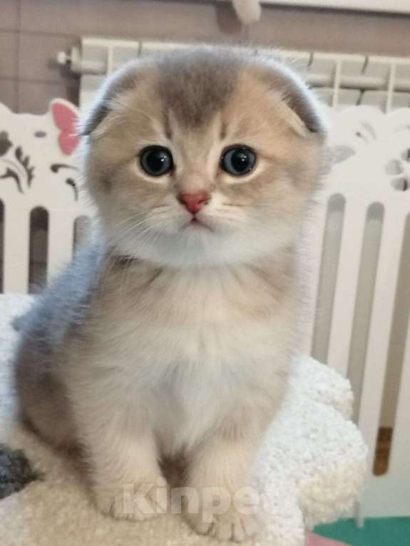 Кошки в Сарове: Шотландский вислоухий котенок Мальчик, Бесплатно - фото 1