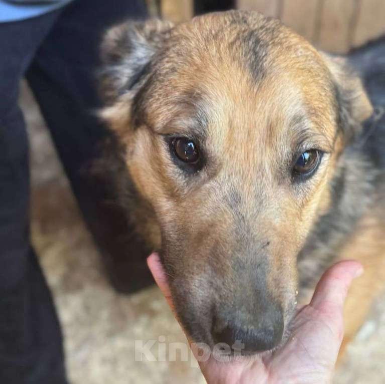 Собаки в Москве: Жорик голодает в приюте 💔 Его кормят всего два-три раза в неделю Мальчик, Бесплатно - фото 2