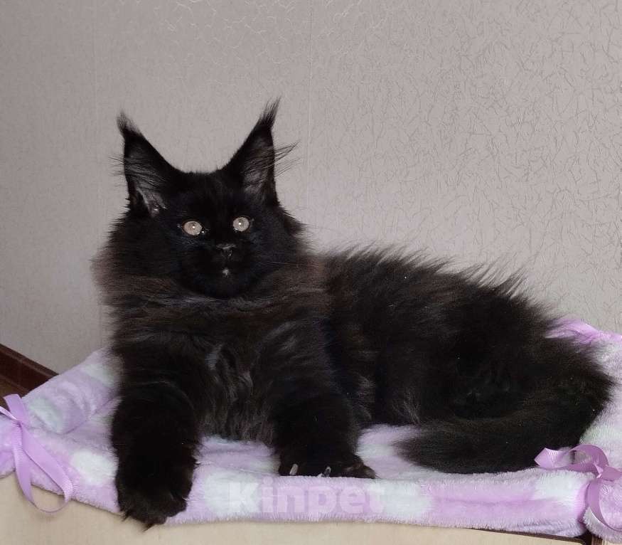 Кошки в Казани: Котик Мейн кун Мальчик, 55 000 руб. - фото 4