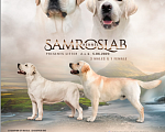 Собаки в Самаре: Лабрадор ретривер Мальчик, Бесплатно - фото 2