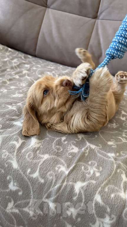 Собаки в Екатеринбурге: Английский кокер-спаниель Мальчик, 30 000 руб. - фото 8