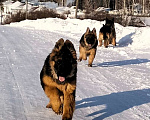 Собаки в других городах Красноярского края: щенки немецкой овчарки длинники Девочка, 45 000 руб. - фото 3
