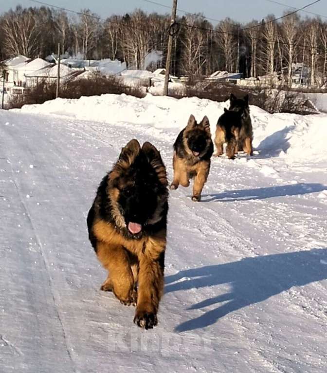 Собаки в других городах Красноярского края: щенки немецкой овчарки длинники Девочка, 45 000 руб. - фото 3