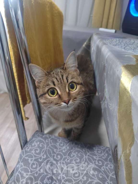 Кошки в Заволжске: Кошечка ищет любящую семью  Девочка, Бесплатно - фото 4