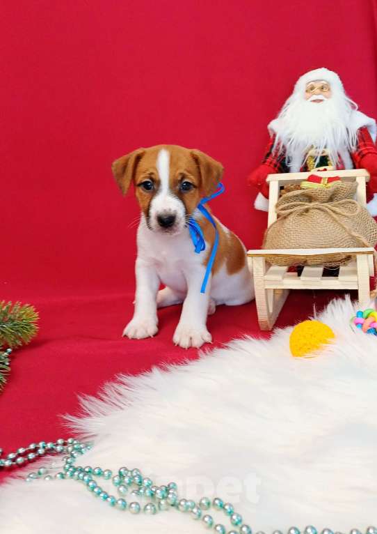 Собаки в Красноярске: Щенки Джек Рассел терьер мальчики и девочки  Мальчик, 35 000 руб. - фото 5