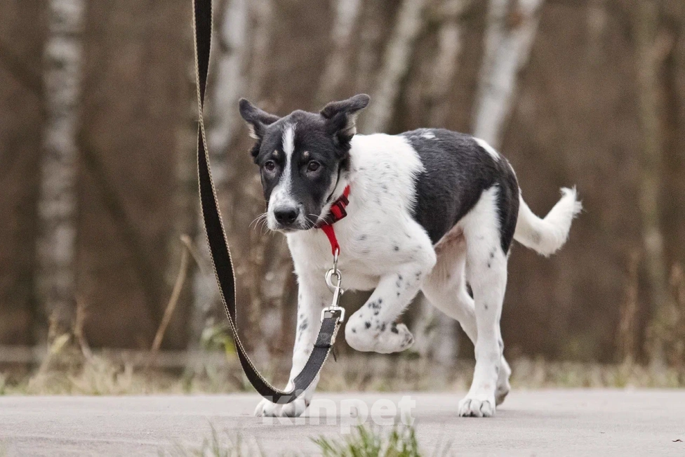 Собаки в Москве: Спайк якутенок Мальчик, Бесплатно - фото 9