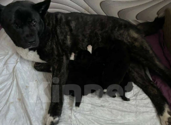 Собаки в Пласте: Щенки два месяца Мальчик, Бесплатно - фото 4
