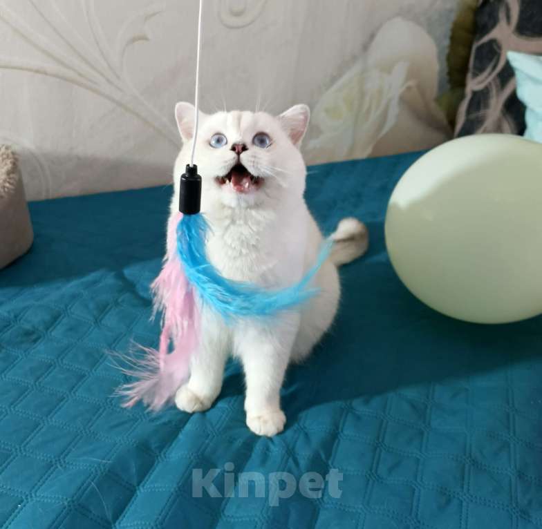 Кошки в Киселевске: Шотландский прямоухий мальчик Мальчик, 75 000 руб. - фото 3