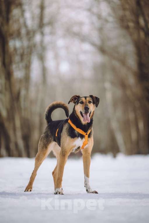 Собаки в Москве: Собака в добрые руки Девочка, Бесплатно - фото 1