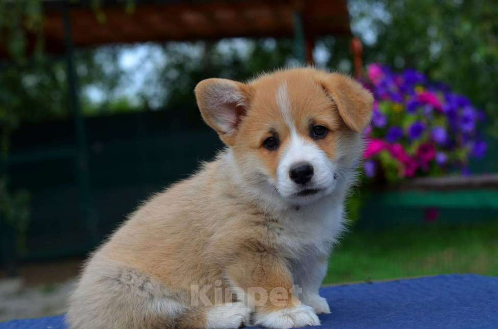 Собаки в Хотьково: кобель вельш корги пемброк Мальчик, 65 000 руб. - фото 2