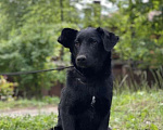 Собаки в Пушкино: Метис лабрадора девочка  Девочка, Бесплатно - фото 1