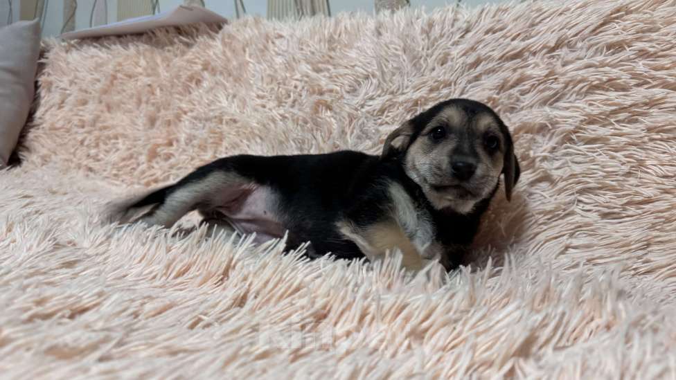 Собаки в Симферополе: Малышка ищет свою семью Девочка, 100 руб. - фото 4