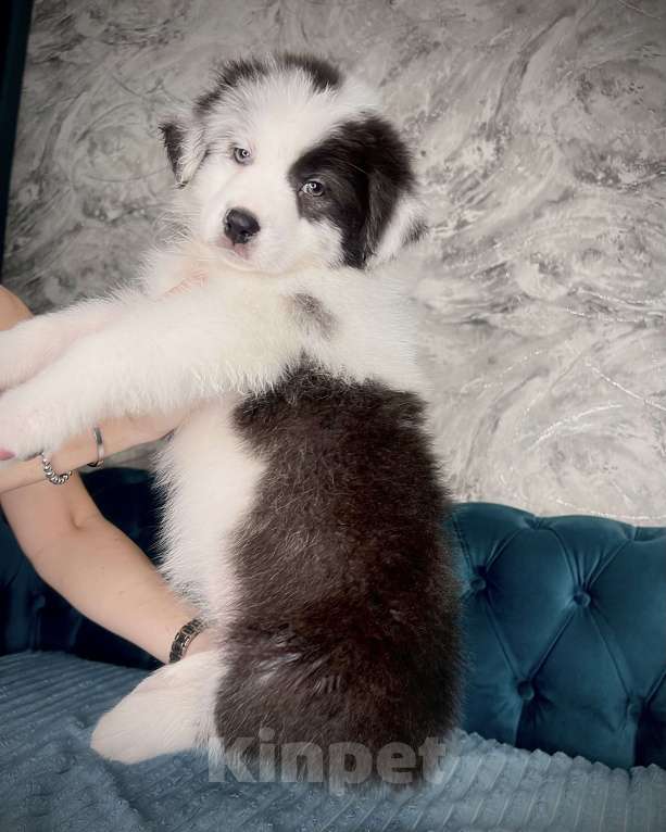 Собаки в Ростове-на-Дону: Щенок Девочка, 50 000 руб. - фото 4