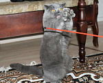 Кошки в Электростали: Вязка с Шотландским прямоухим котом Опытный, 3 000 руб. - фото 3