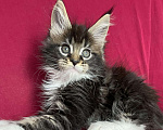 Кошки в Калаче-На-Доне: Котята мейн кун, 40 000 руб. - фото 10