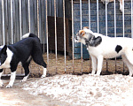 Собаки в Домодедово: Лада (лайка) 7 мес. в добрые руки Девочка, Бесплатно - фото 10