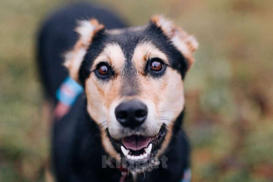 Собаки в Москве: Молли ищет дом и человека, с которым будет делить каждое счастливое мгновение! Девочка, Бесплатно - фото 2