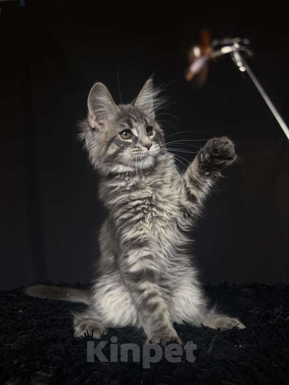Кошки в Москве: Мейн-кун котенок Девочка, Бесплатно - фото 6