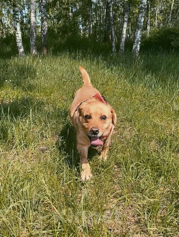 Собаки в Москве: Лабрадор Теодор в приюте Мальчик, Бесплатно - фото 2