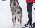 Собаки в других городах Пермского края: Сладкая Папайя в добрые руки Девочка, Бесплатно - фото 4