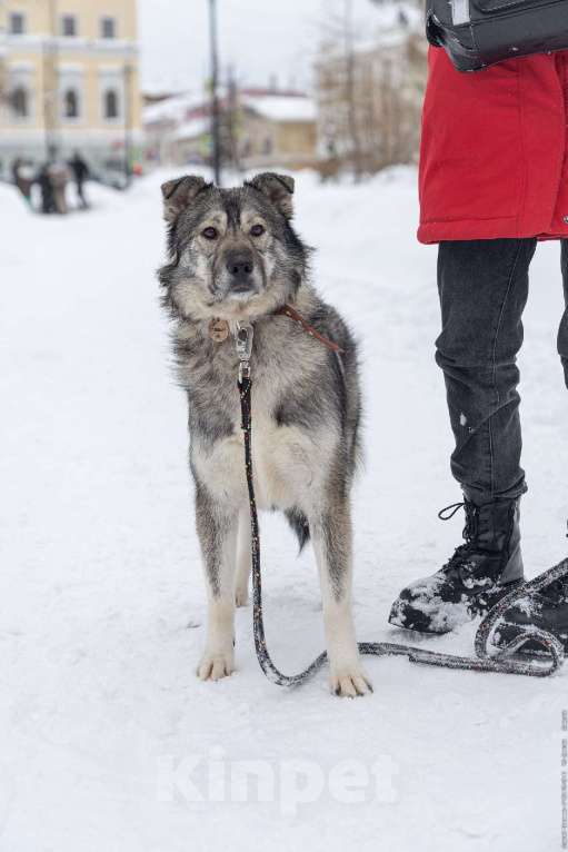 Собаки в других городах Пермского края: Сладкая Папайя в добрые руки Девочка, Бесплатно - фото 4