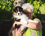 Собаки в Москве: Мальчик австралийской овчарки /аусси  Мальчик, 65 000 руб. - фото 2